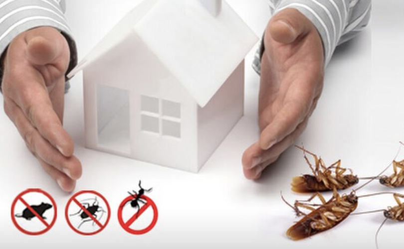 Pest Prevention Tips for Homeowners