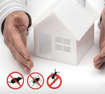 Pest Control Services