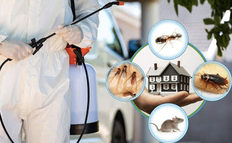 Professional Pest Control Services: The Need and Benefits