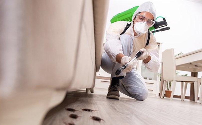 DIY vs. Professional Pest Control: Making the Right Choice