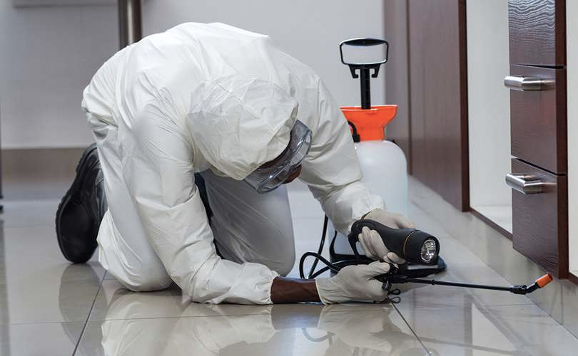 The Process of Professional Pest Control